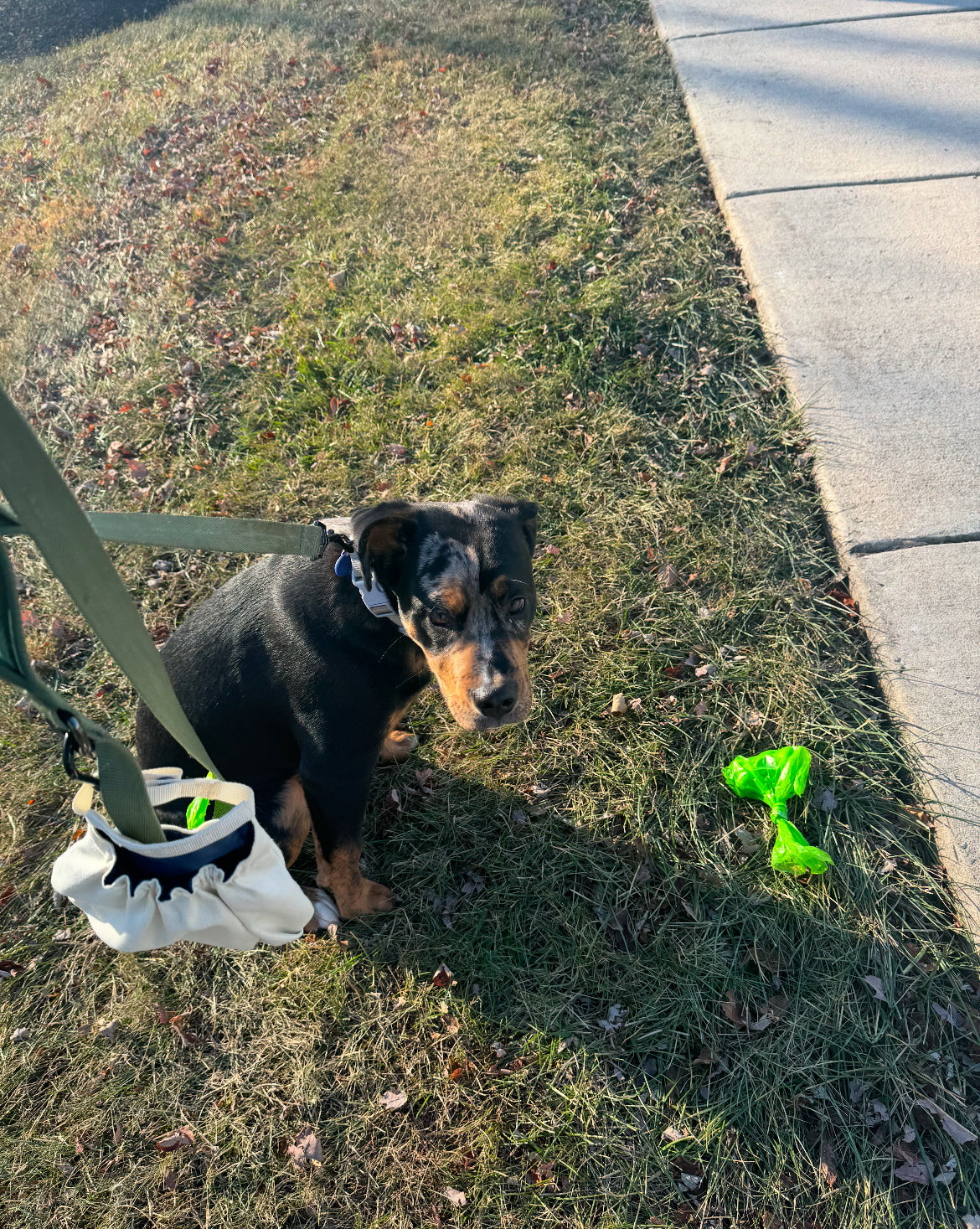 Pooch Pocket - Small/Medium