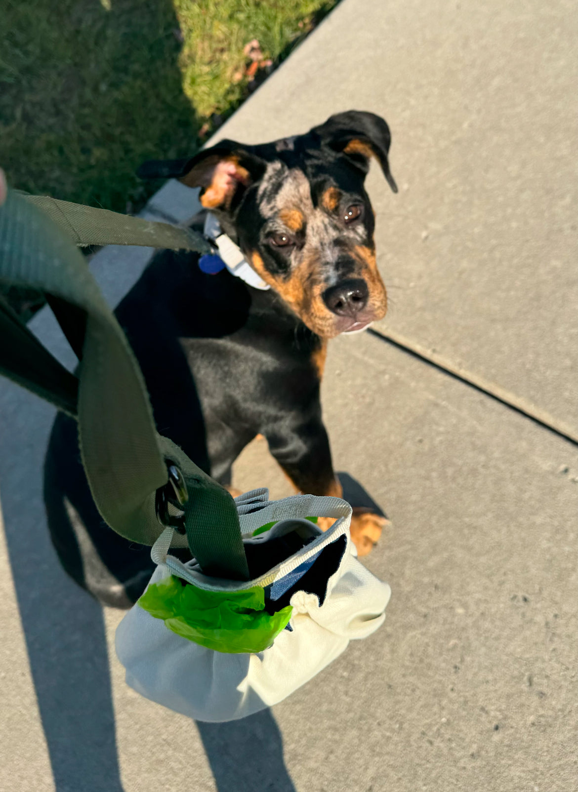 Pooch Pocket - Small/Medium